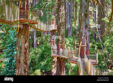 California'sRedwoodEmpire:ATreetopAdventure