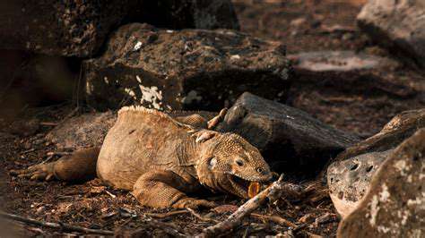 Galapagos