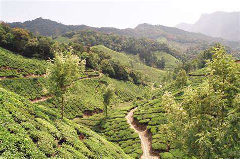 PlanningYourTeaPlantationTrip:EssentialConsiderations