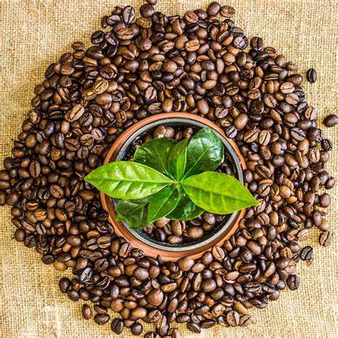 A Guide to Visiting Coffee Plantations Around the World